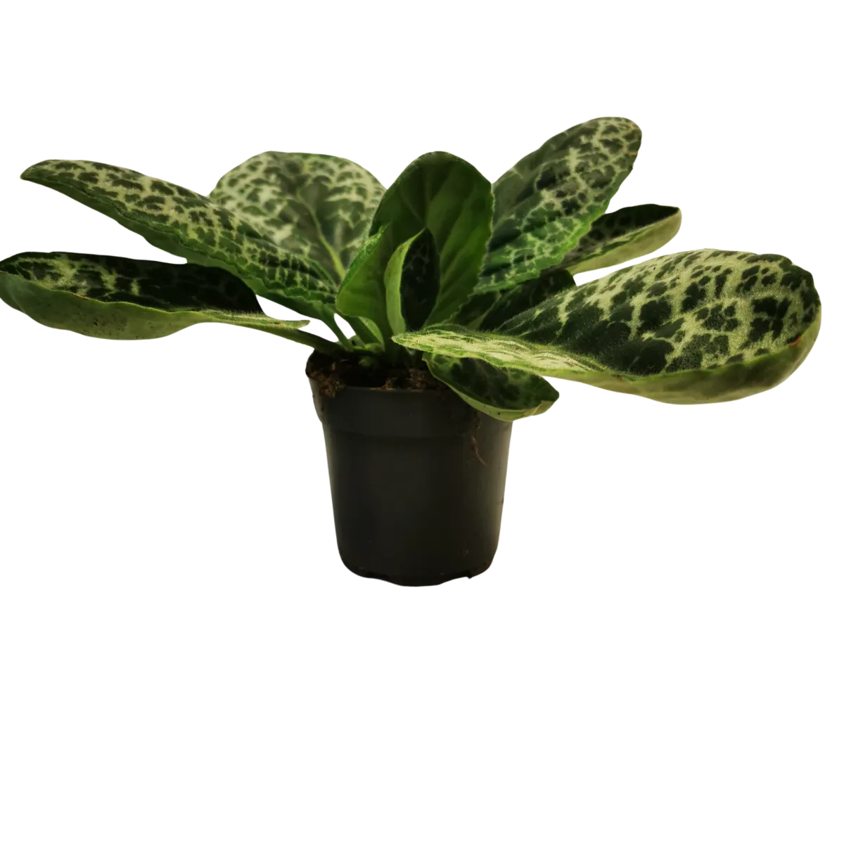 streptocarpus “pretty turtle” - slika 4
