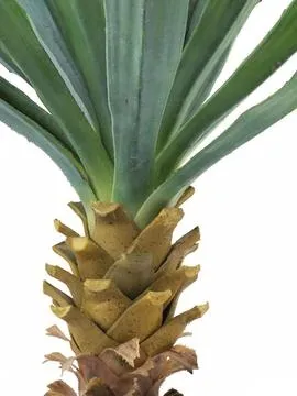 europalms yucca palm with blossoms, 222cm - slika 3