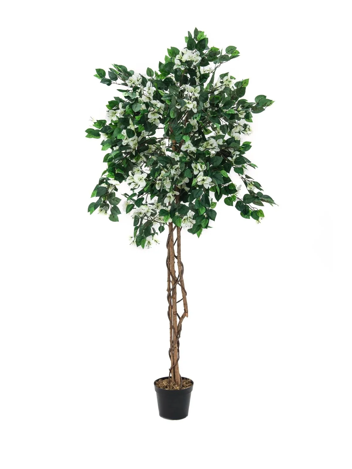 EUROPALMS Bougainvillea, white, 150cm - Split