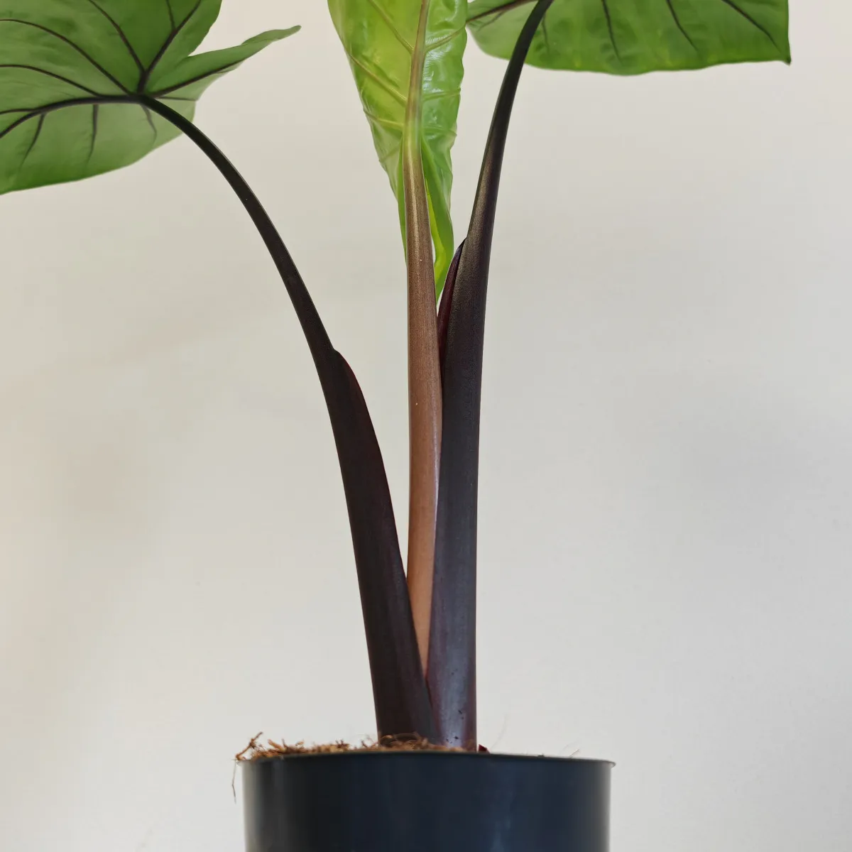 alocasia “black cobra” - slika 5
