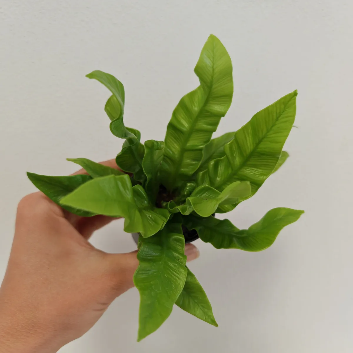 asplenium nidus ‘crispy wave’ - slika 4