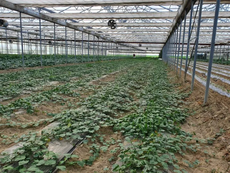 PLASTENIK 1 ha - Hercegovac