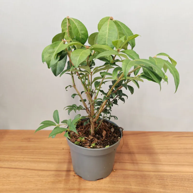 euonymus al.”compactus” - slika 2