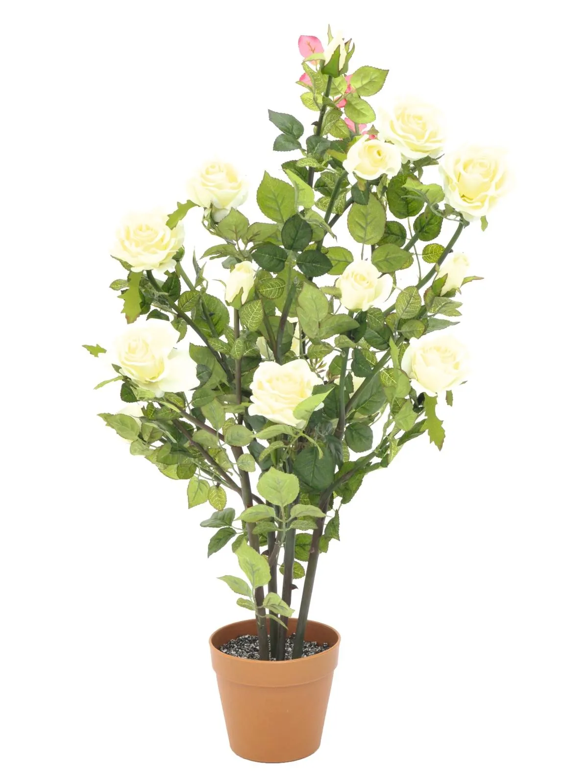 EUROPALMS Rose shrub, cream, 86cm - Križevci