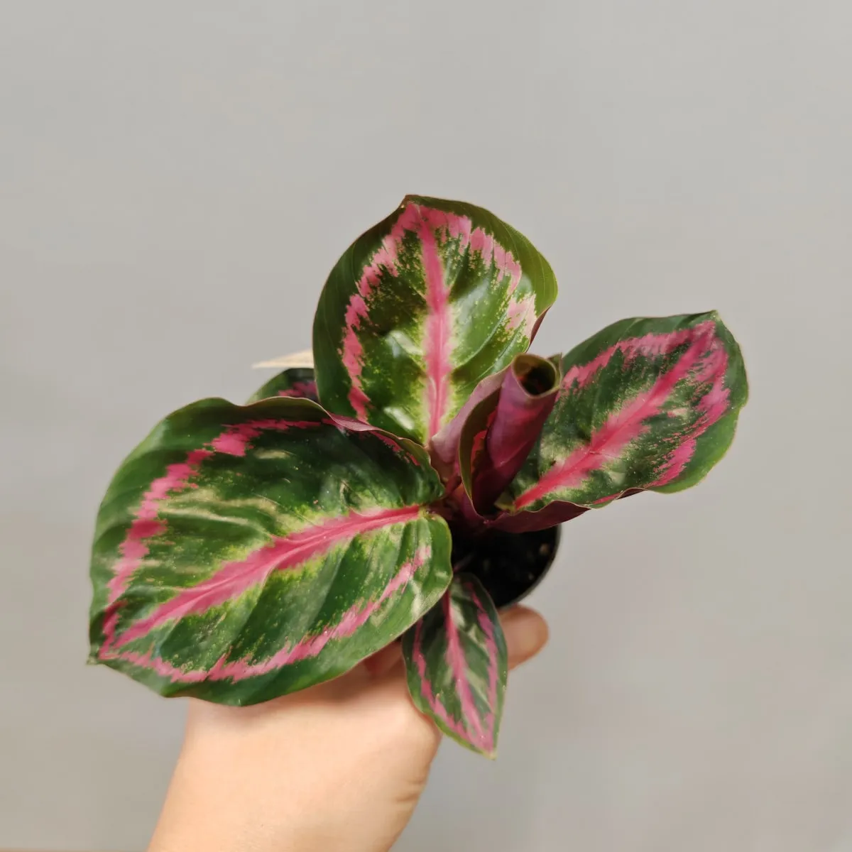 calathea “illustris” - slika 2