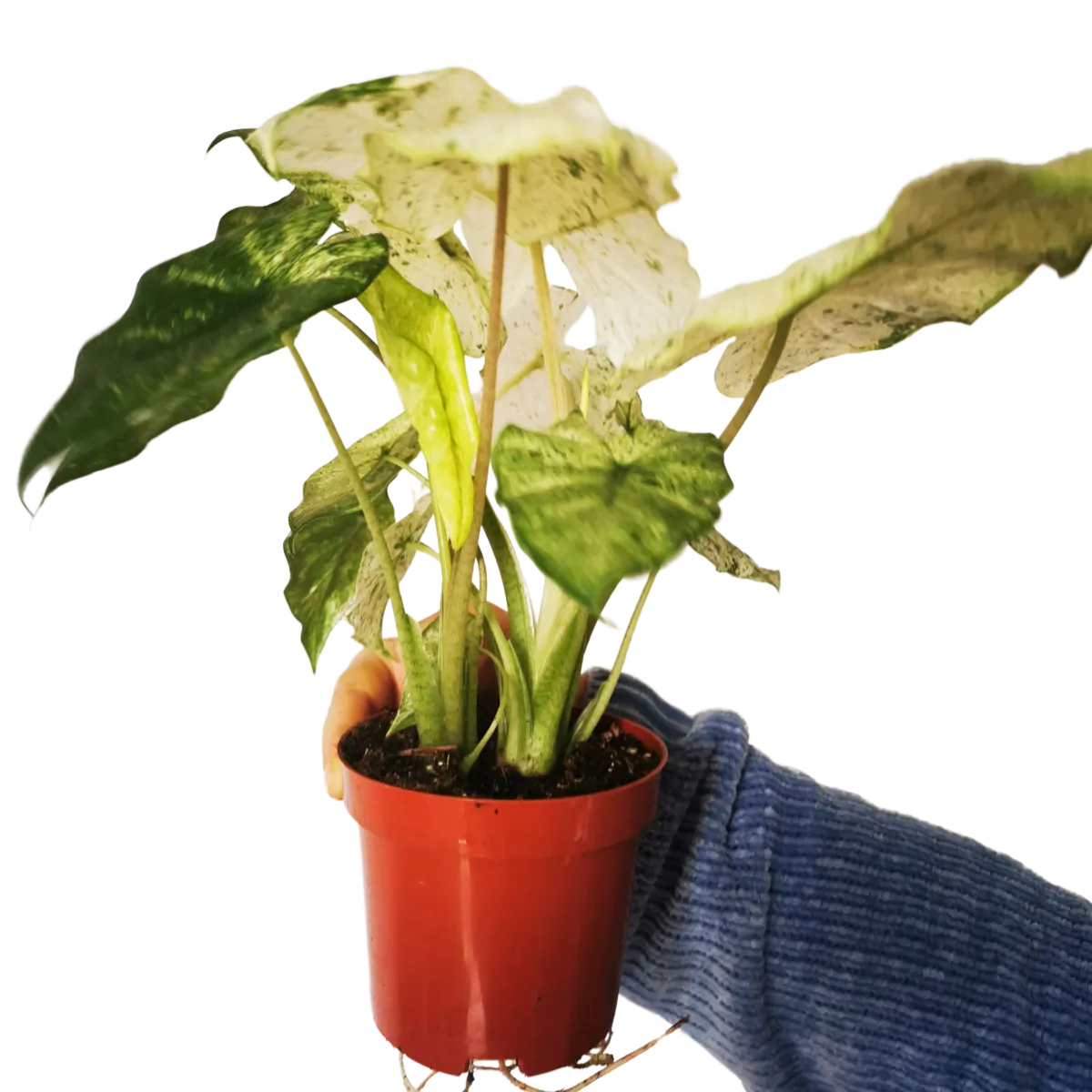 alocasia “macr splash” - slika 2