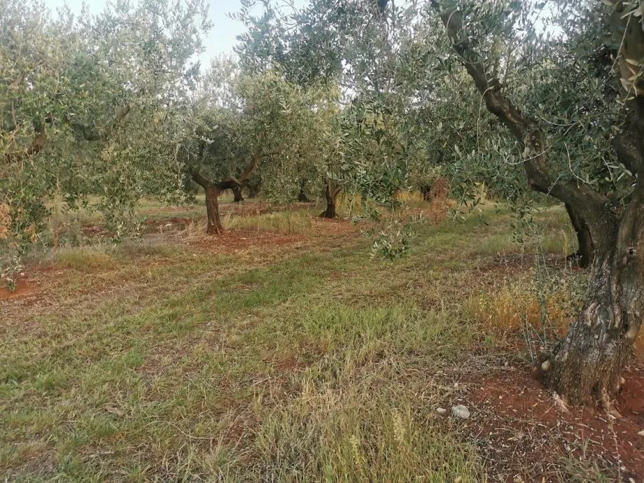 vabriga-lanterna-maslinik na prodaji - slika 5