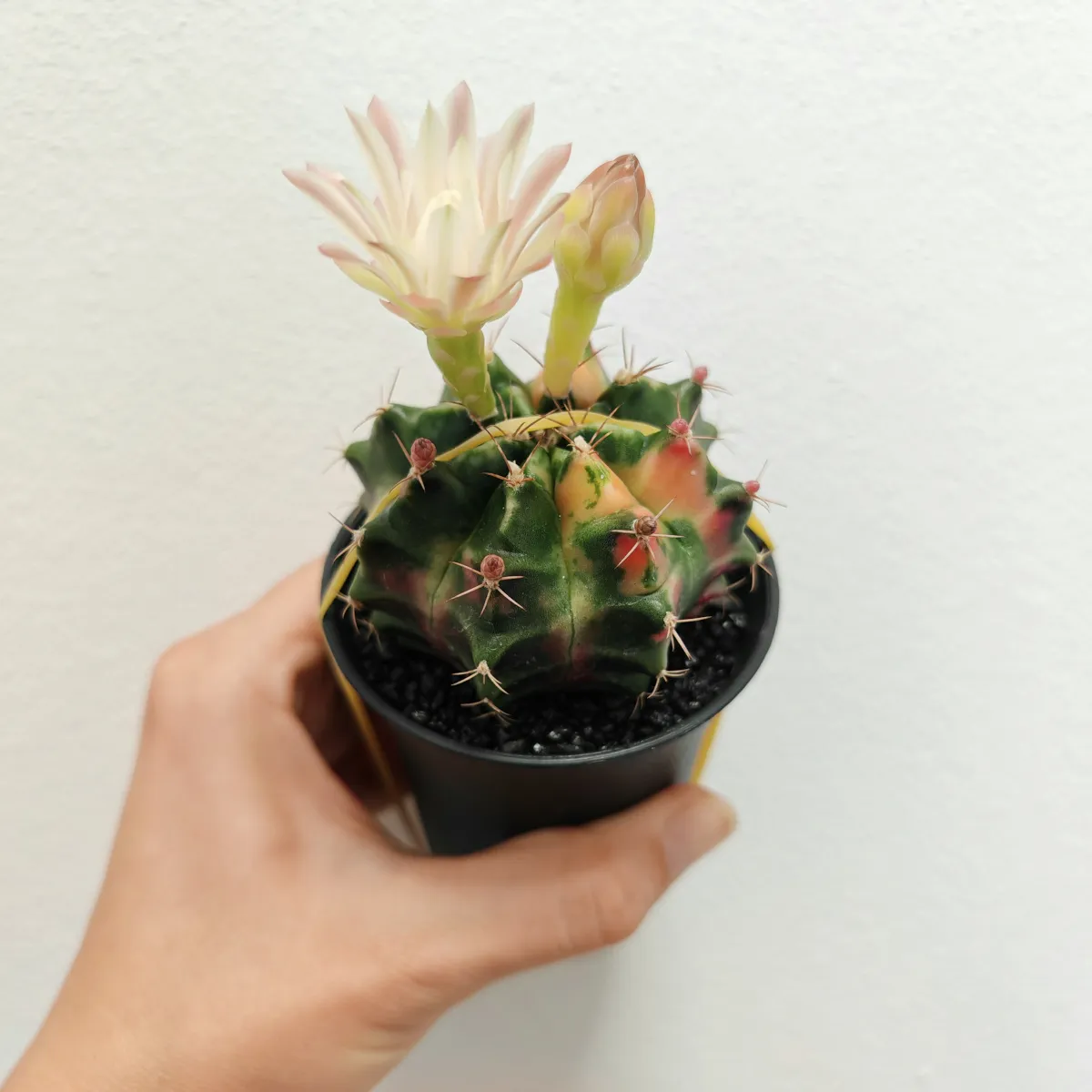 gymnocalycium mix variegata gm - slika 4