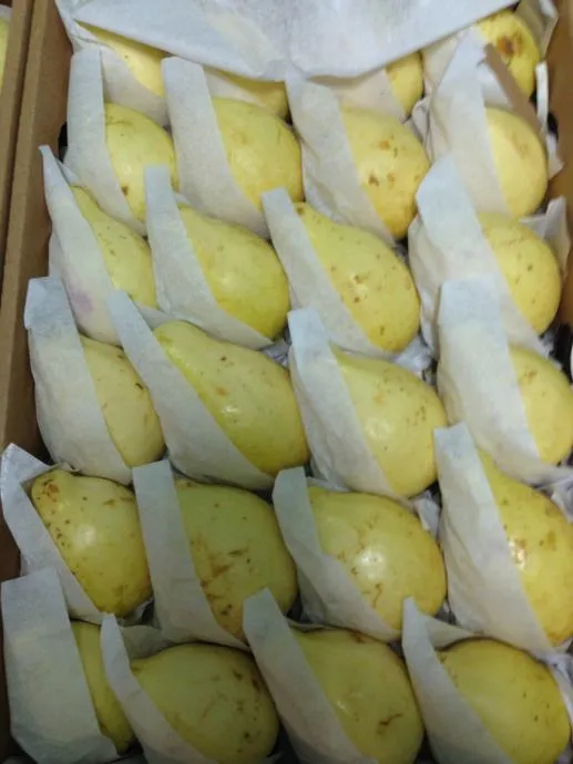 GUAVA - smrznuta - Donja Bistra, Bistra