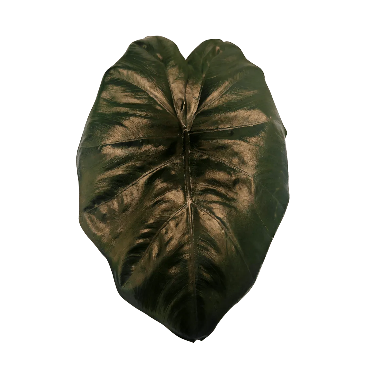 alocasia “yucatan princess” - slika 2