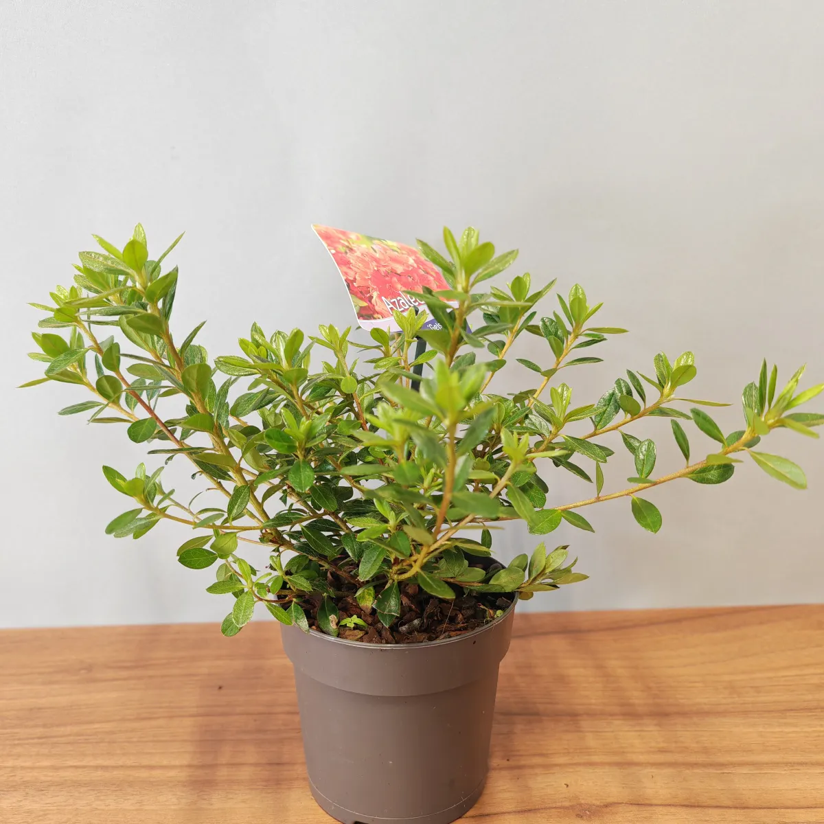 rhododendron jap.” moederkensdag” - slika 2