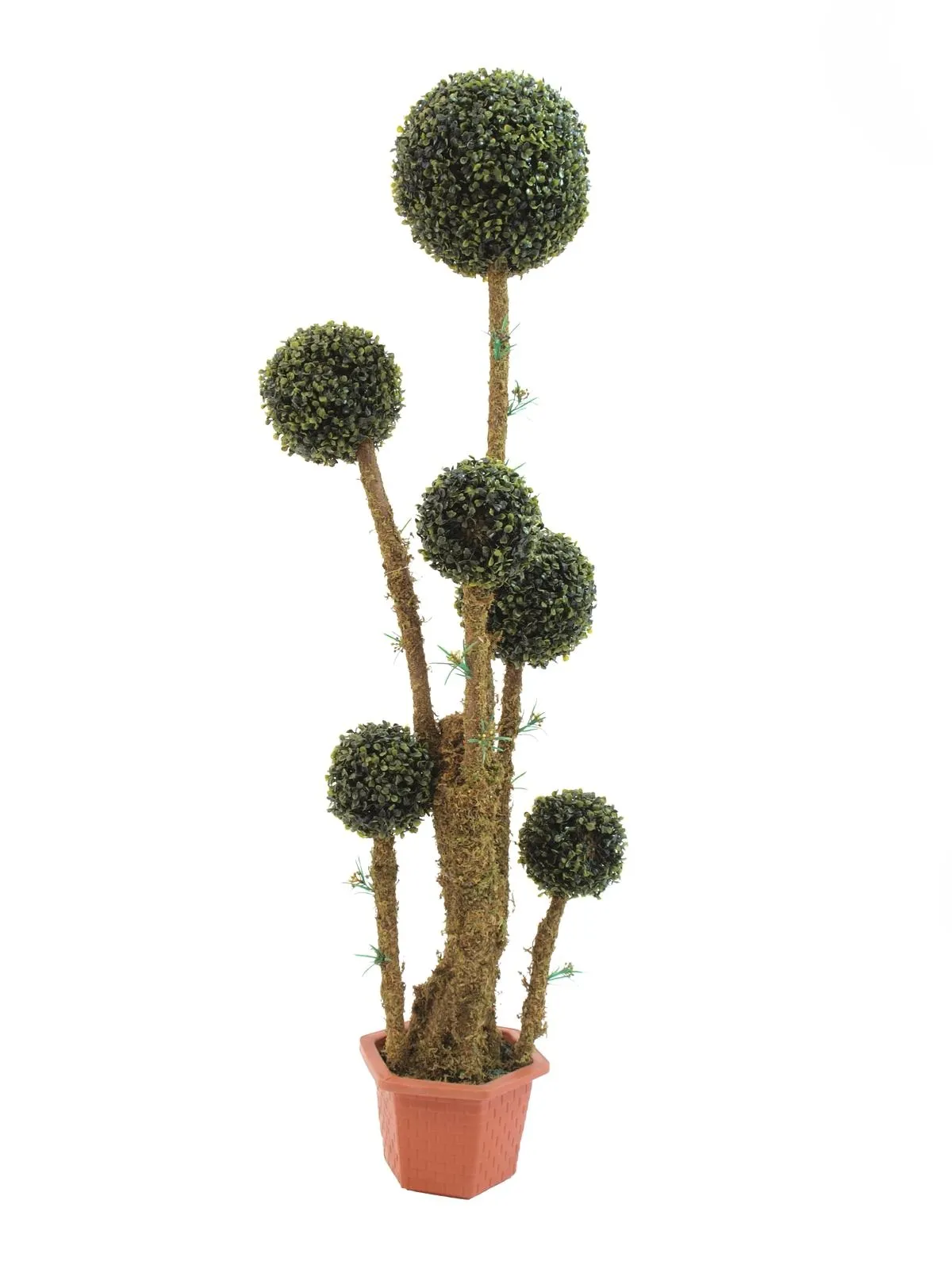 EUROPALMS Box ball tree, 163cm - Split