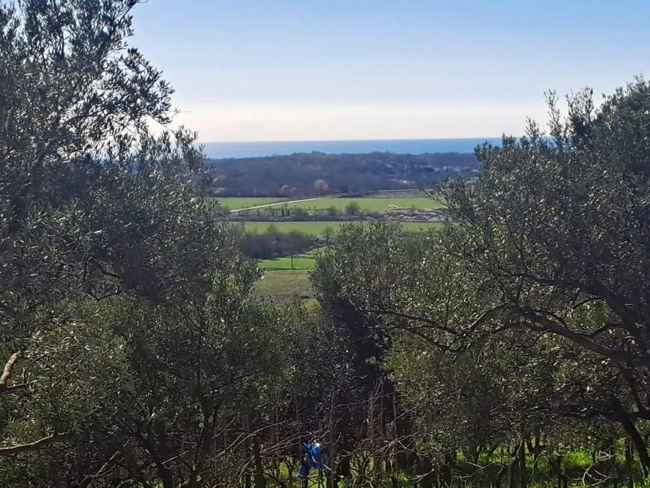 buje građevinsko zemljište sa panoramskim pogledom na more - slika 3