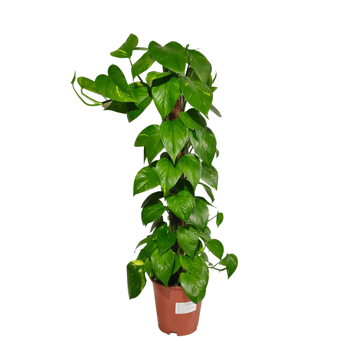 epipremnum pinn “aureum” - slika 2