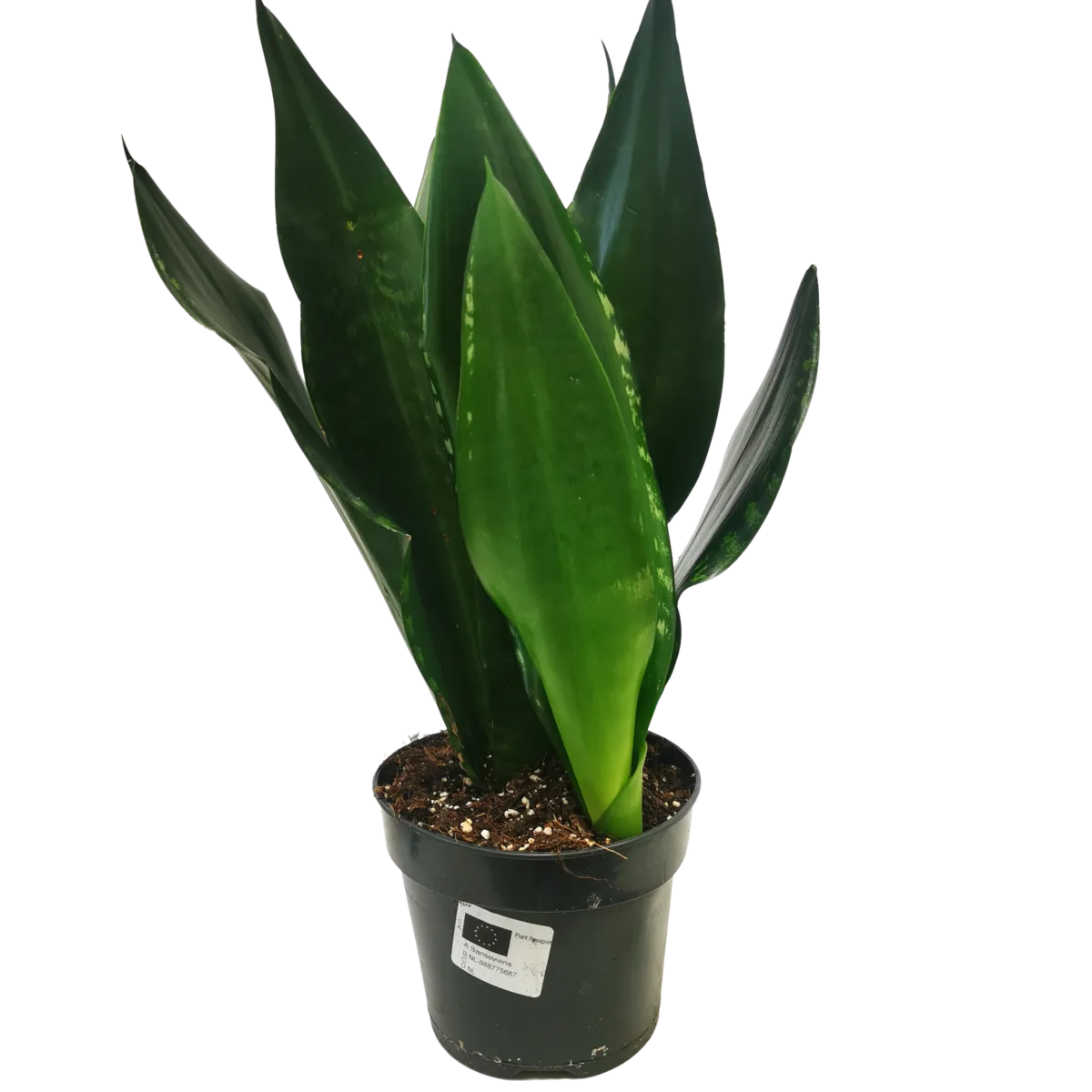 sansevieria trif. “grey stripe” - slika 2