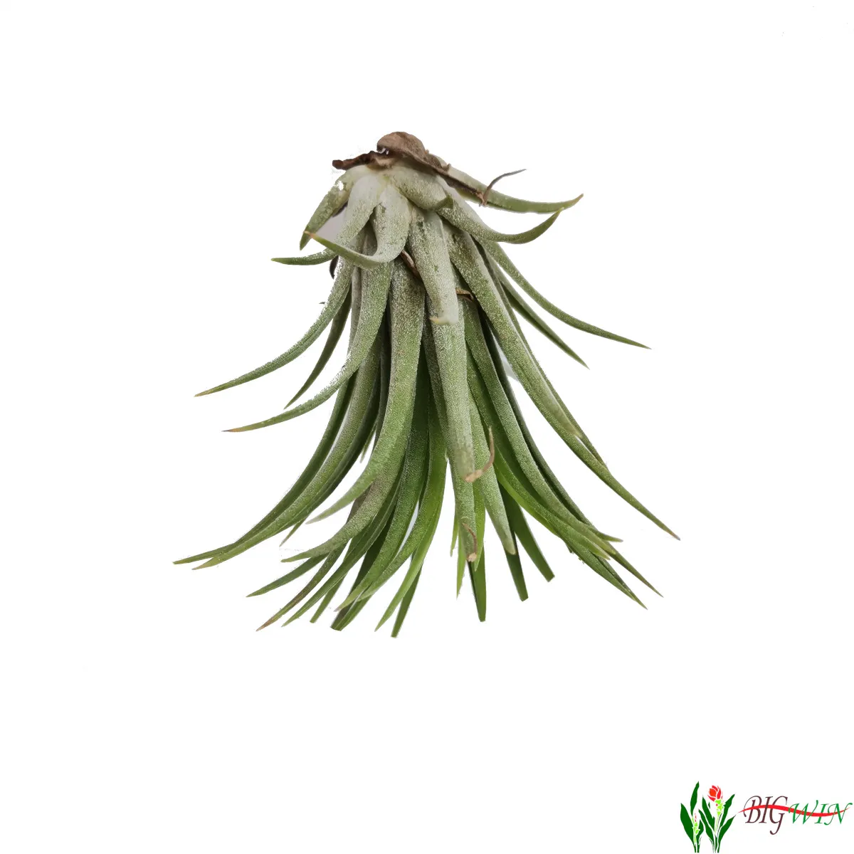 tillandsia ionantha/zračna biljka - slika 10