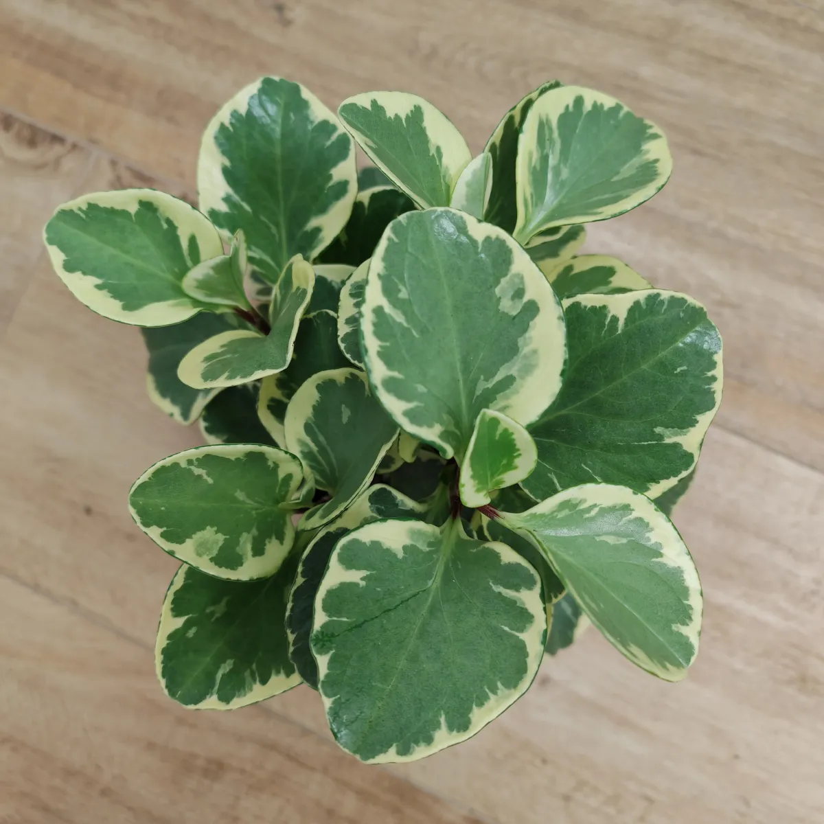 peperomia obt. variegata - slika 2