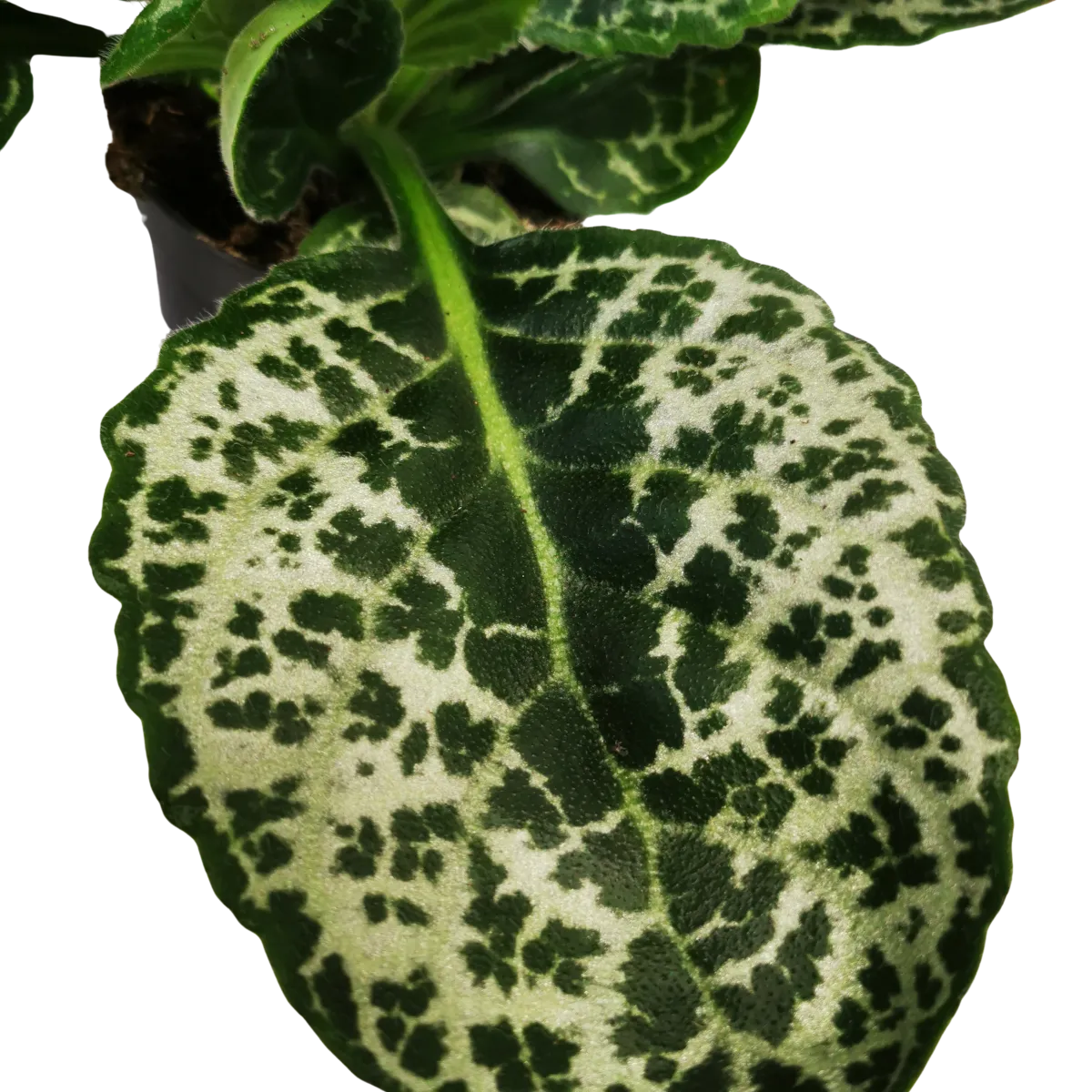 streptocarpus “pretty turtle” - slika 2