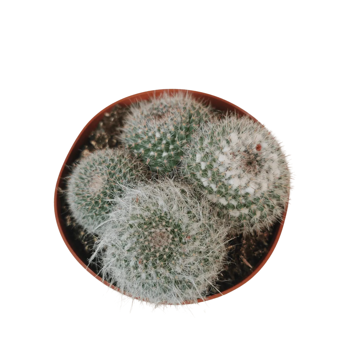 cactus mix - slika 10