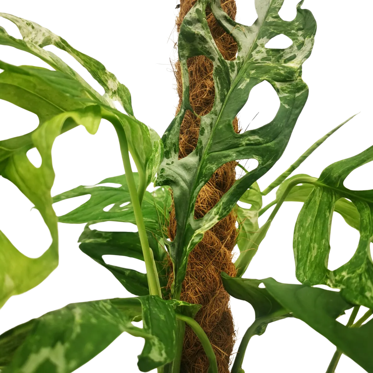 monstera “adansonii indonesian marble” - slika 2
