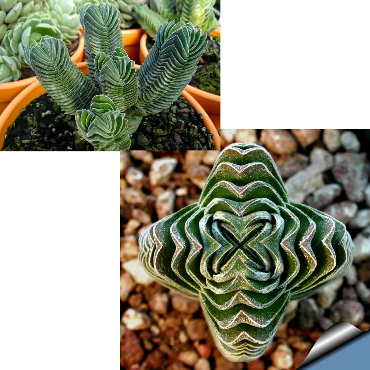 crassula “buddhas temple” - slika 2