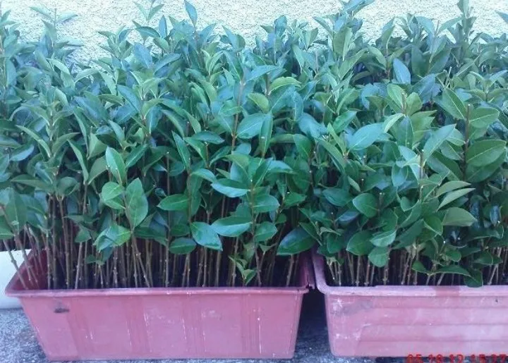 živica kalina ligustrum sadnice - slika 6