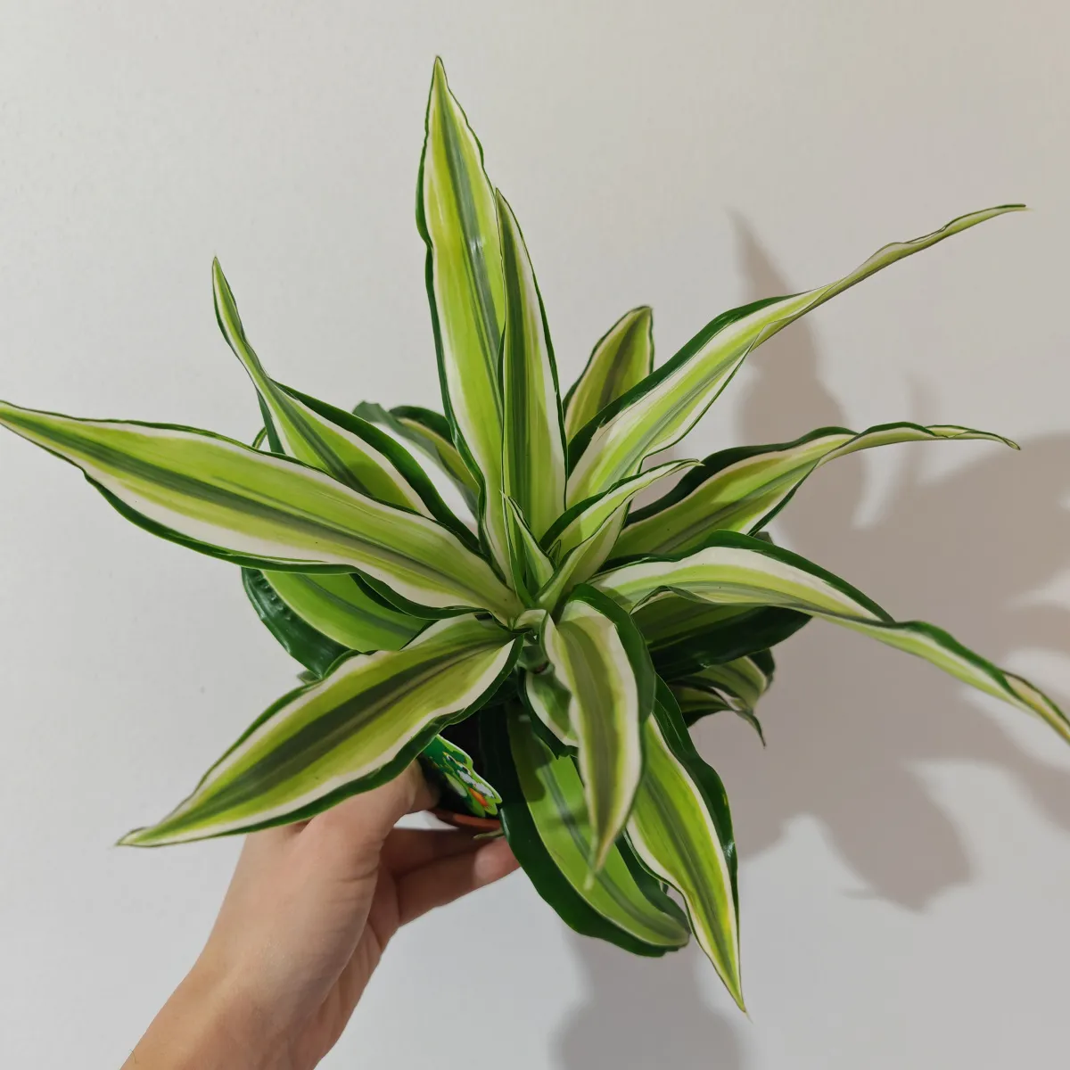 dracaena frag “malaika” - slika 2
