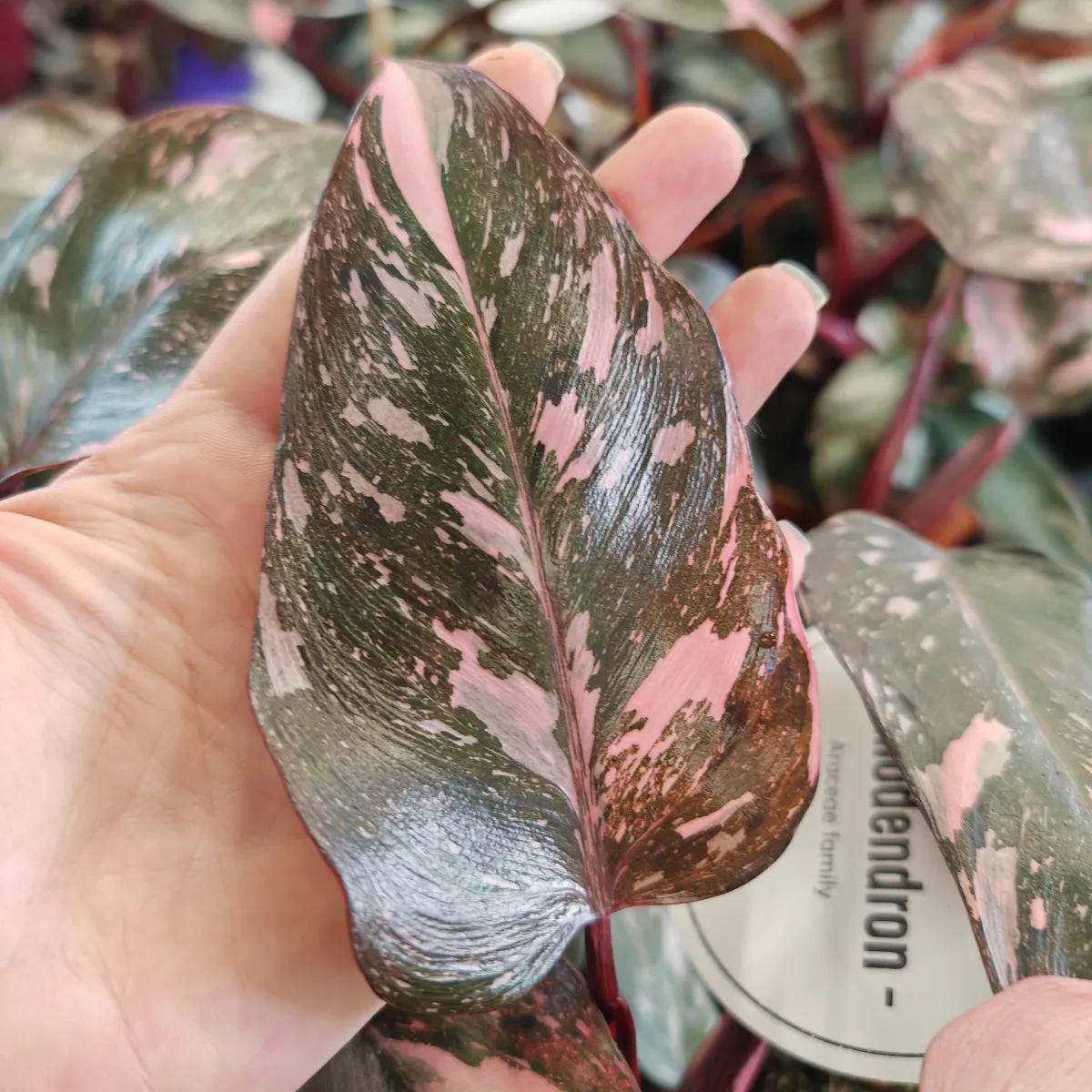 philodendron “pink princess” - slika 4
