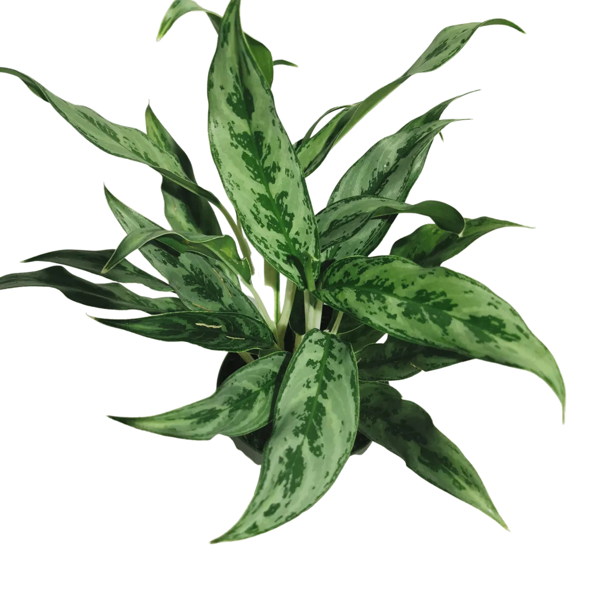 aglaonema “greyhound” - slika 2