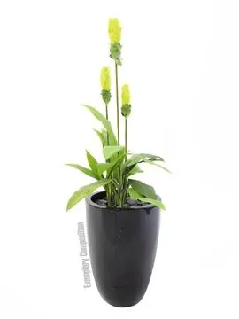 europalms ginger lily, 95cm - slika 2