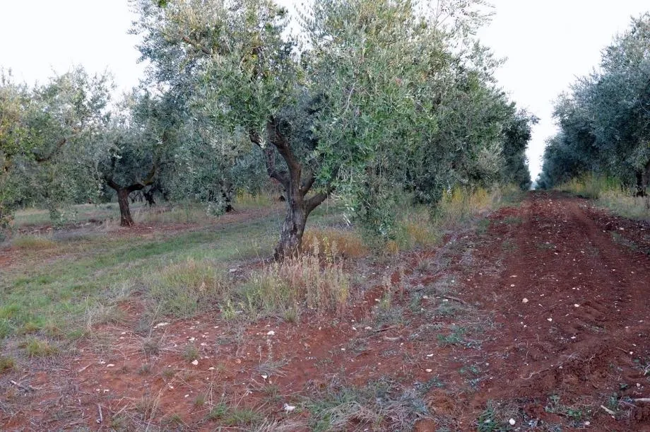 vabriga-lanterna-maslinik na prodaji - slika 4