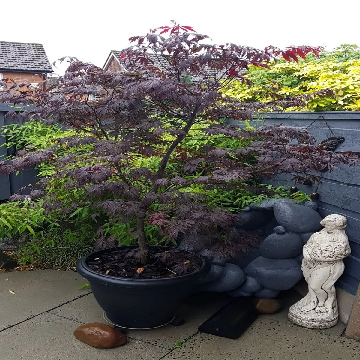 acer palmatum “black lace” - slika 2