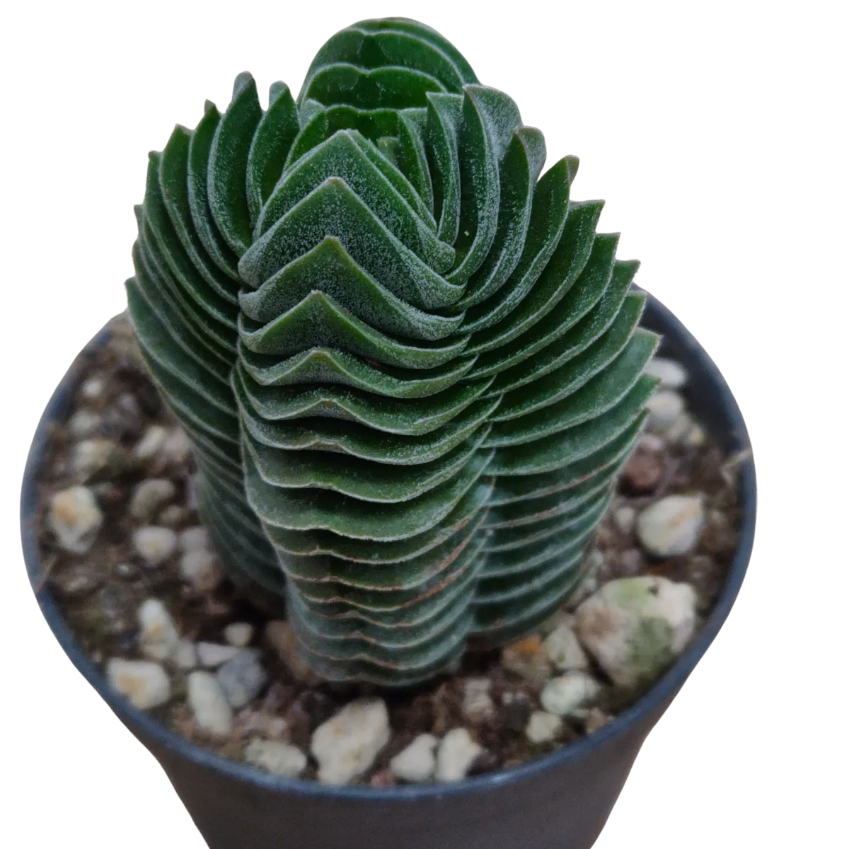 crassula “buddhas temple” - slika 5