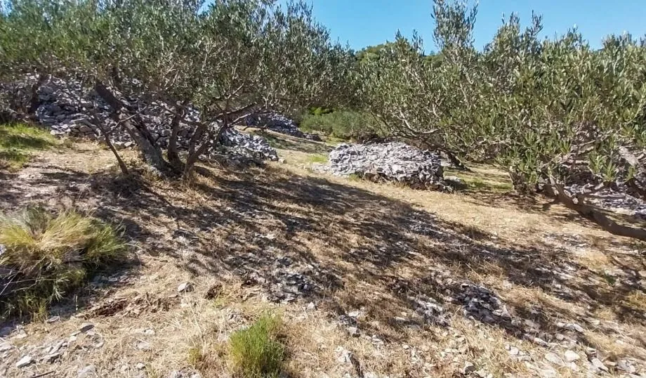 povlja, brač – maslinik s 50 odraslih maslina s pogledom na more - slika 3