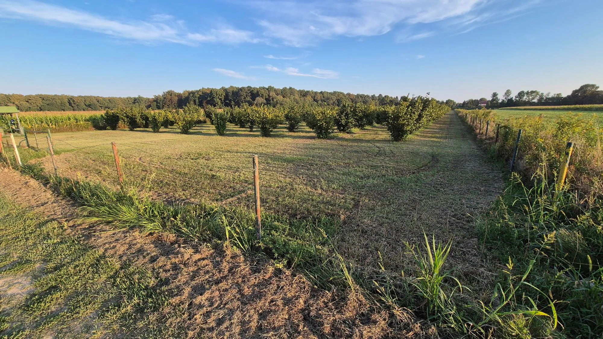 nasad lješnjaka, obedišće, 16100 m2 moguća zamjena - slika 7