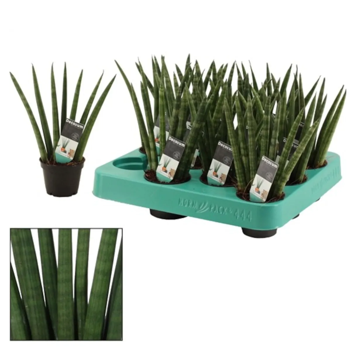 sansevieria cylindrica - slika 2
