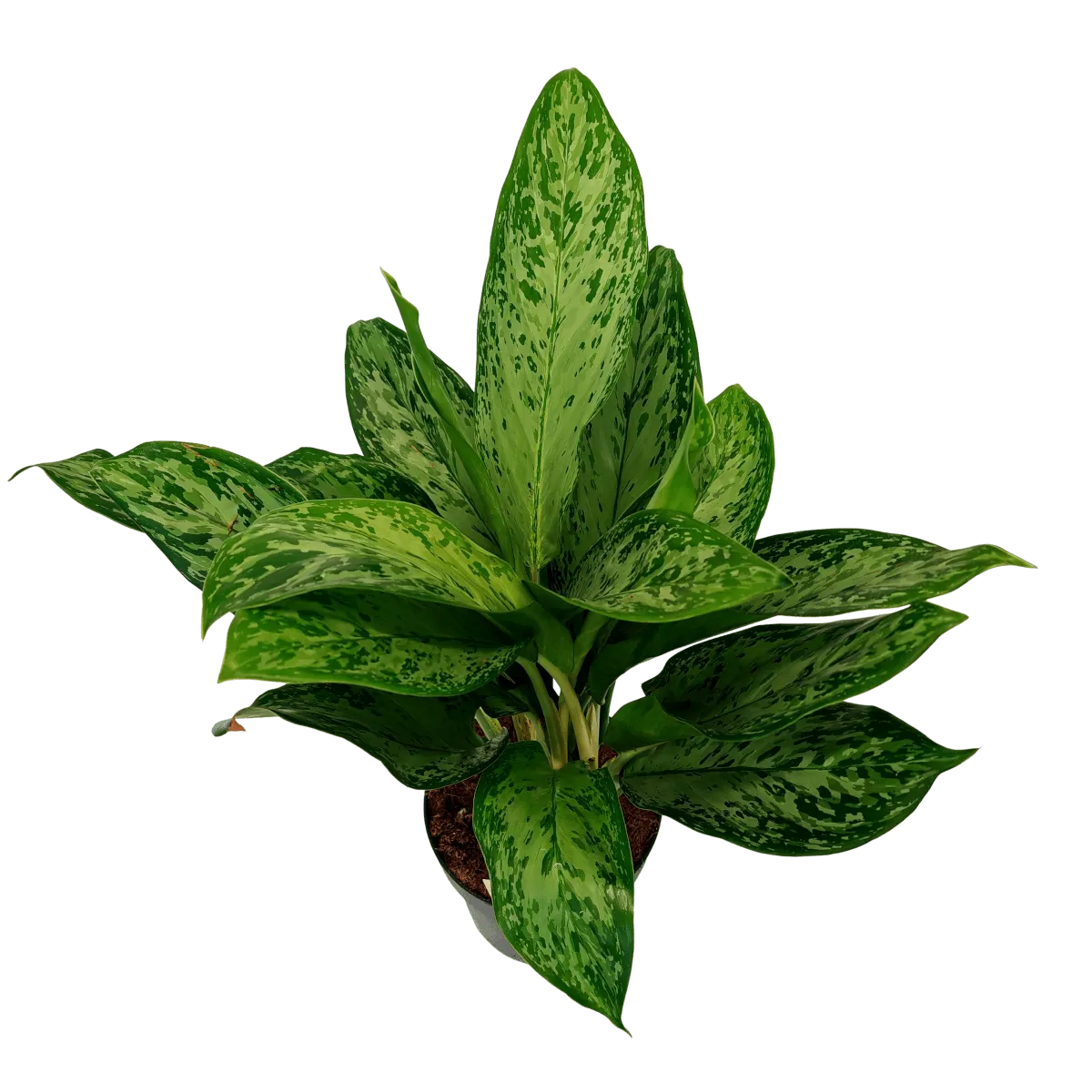 aglaonema “greenlight” - slika 5
