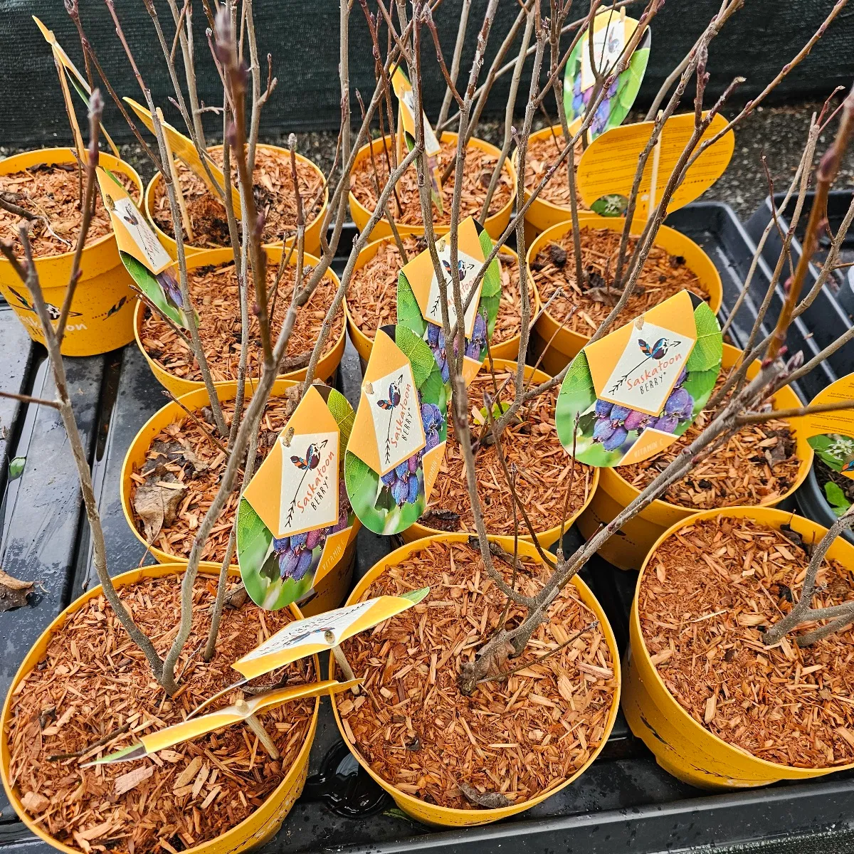 amelanchier a.”saskatoon”-mong.borovnica - slika 2