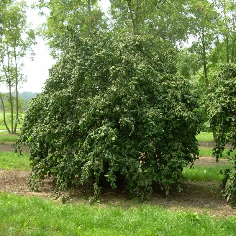 corylus ave. “contorta” - slika 2