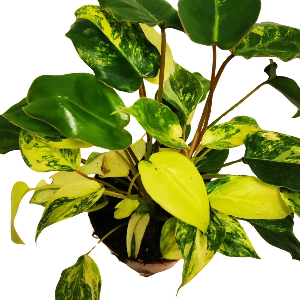 philodendron “burle marx” - slika 2