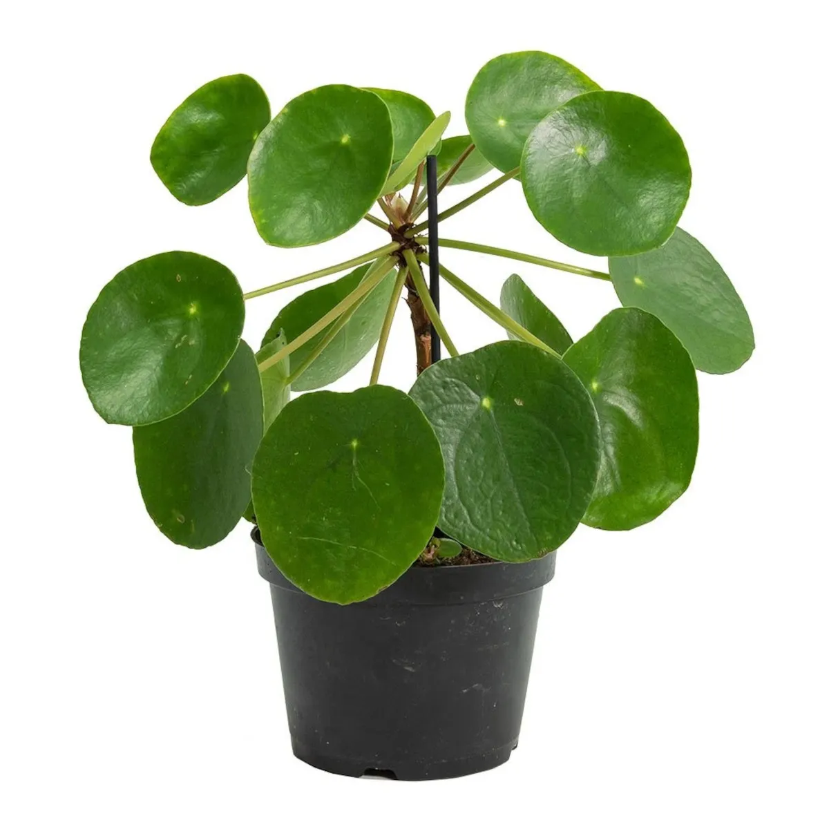 pilea peperomioides - slika 2
