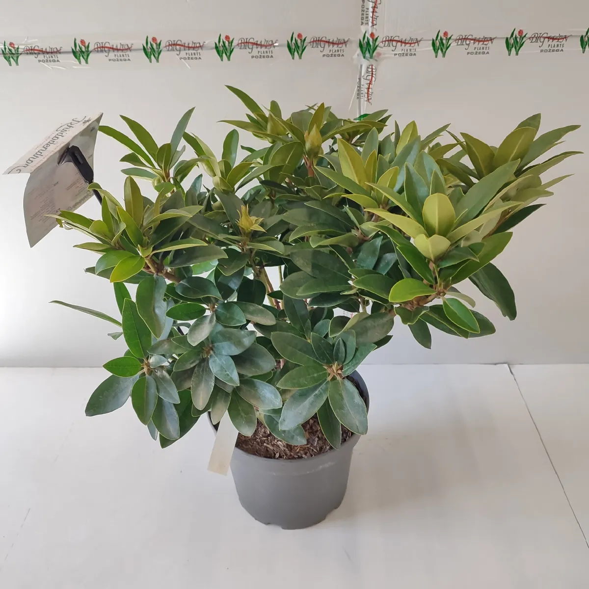 rhododendron “anah kruschke” - slika 3