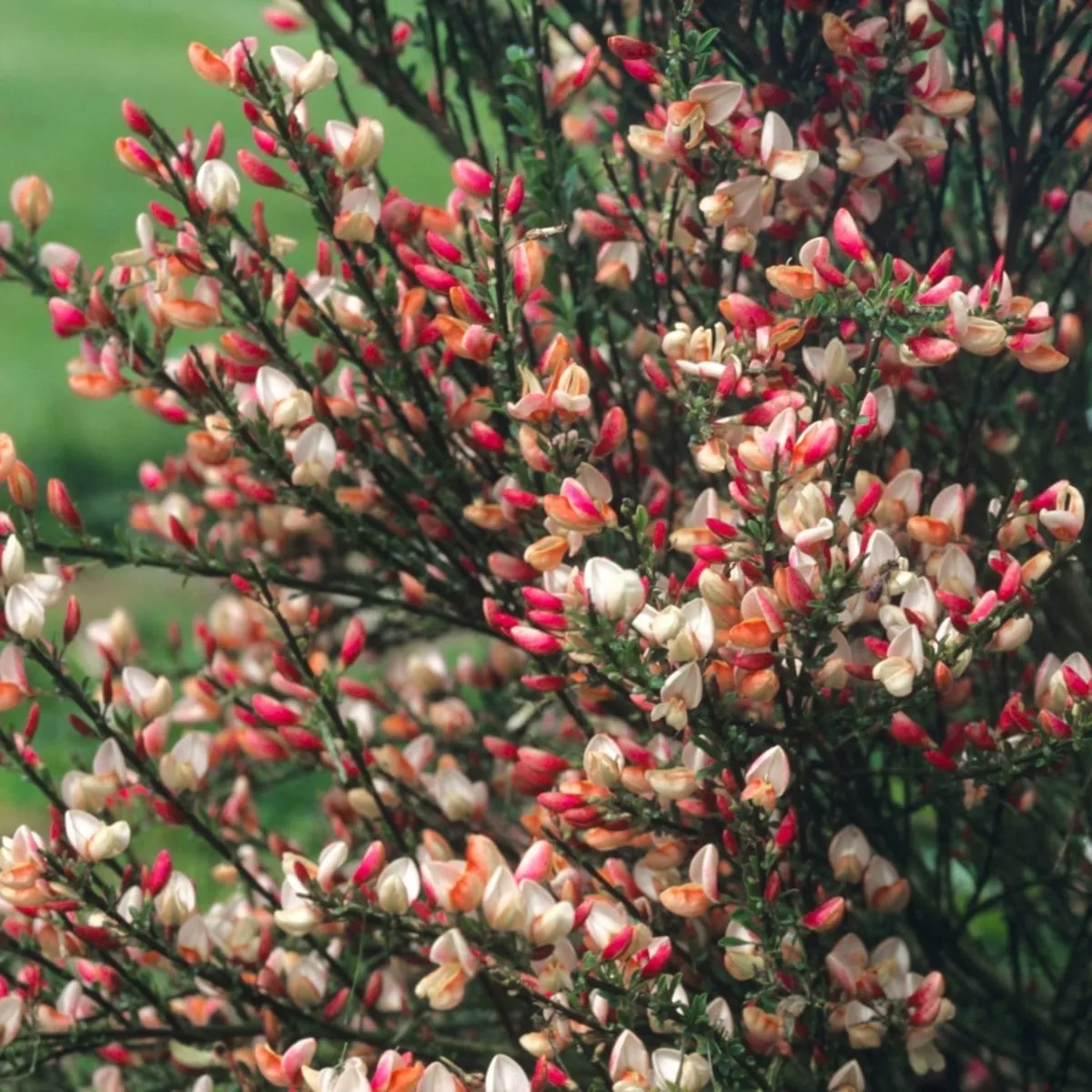 cytisus *cvatući grm* - slika 5