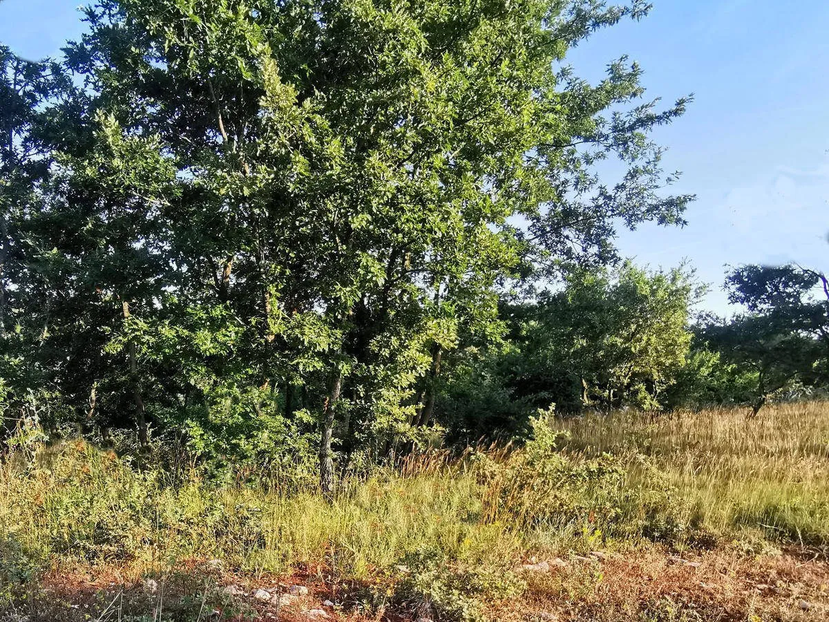 istra svetvinčenat poljoprivredno zemljište 19,167 m2 - slika 3