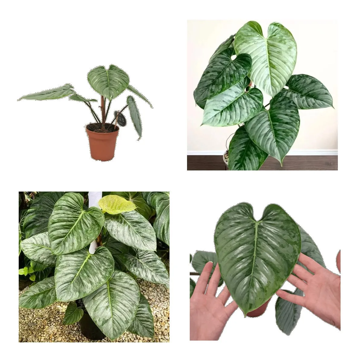 PHILODENDRON “Sodiroi” - Brestovac