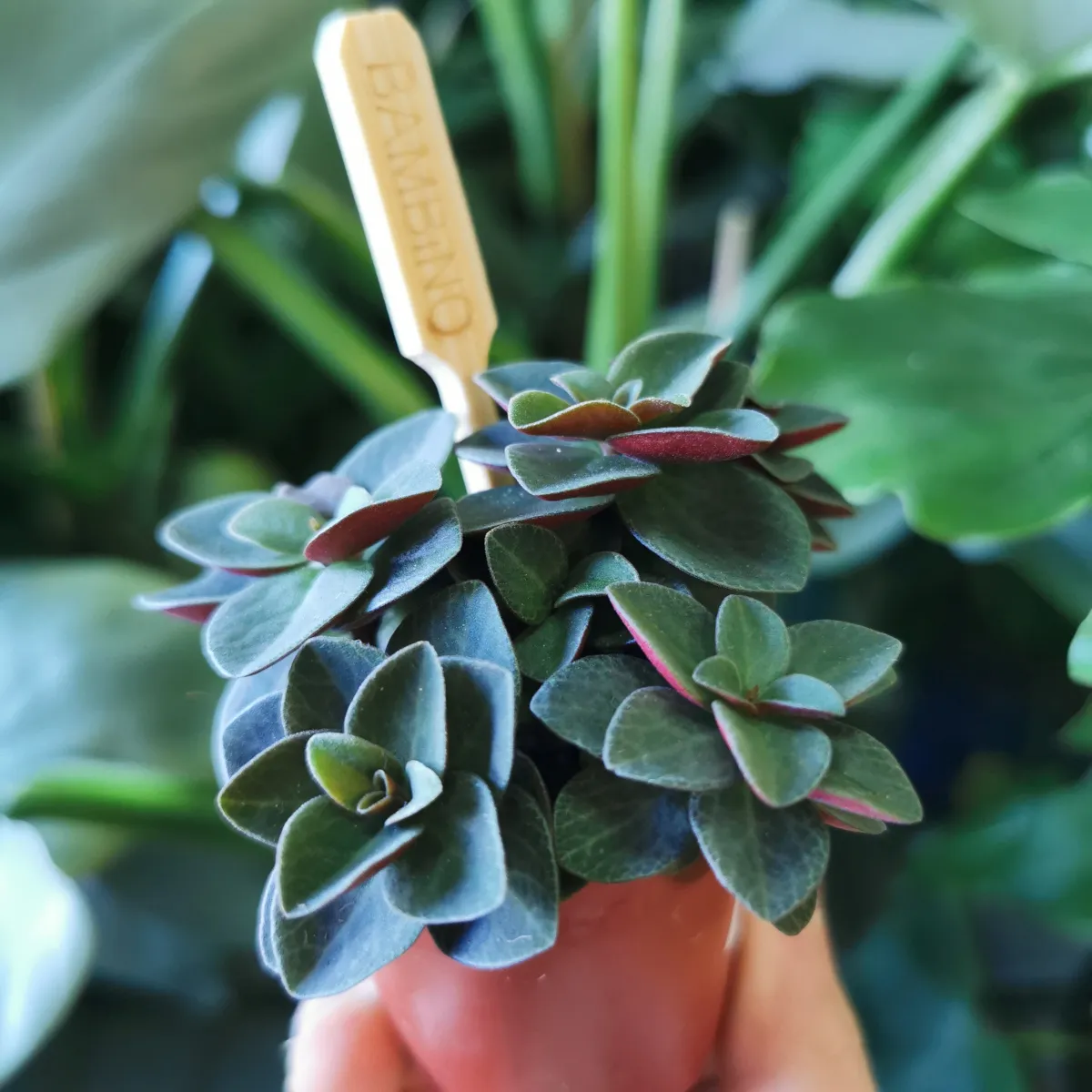 peperomia - sobna biljka - slika 6