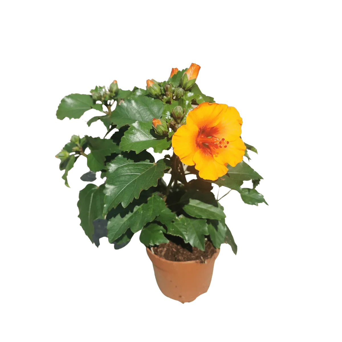 hibiscus rosa sinensis - slika 3