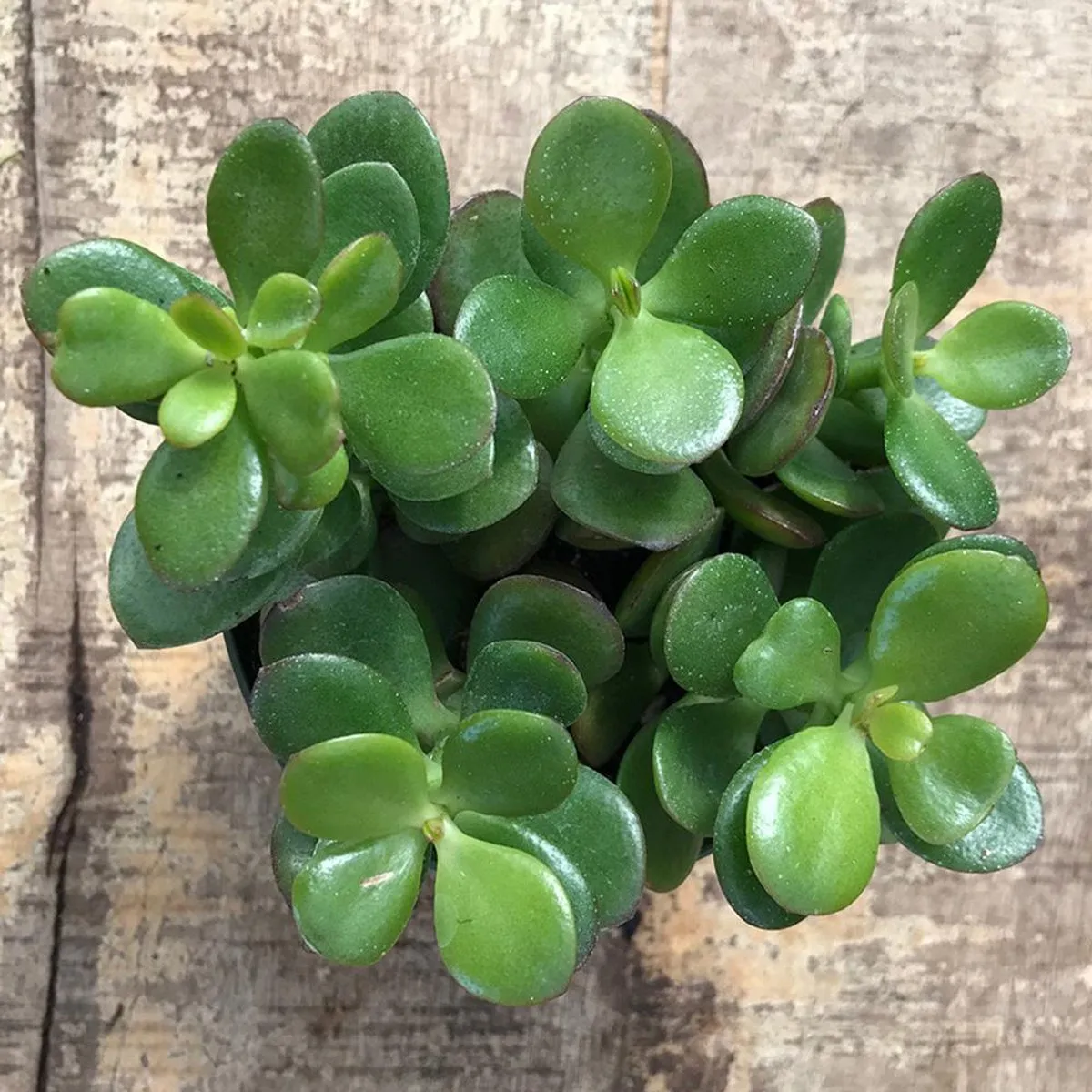 crassula ovata/drvo novca - slika 3