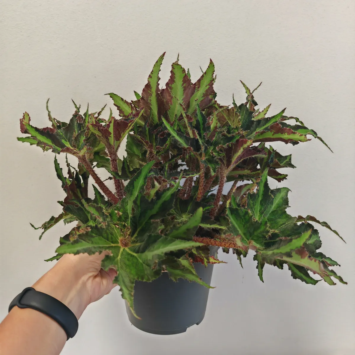 begonia fo “rex liondance” - slika 2