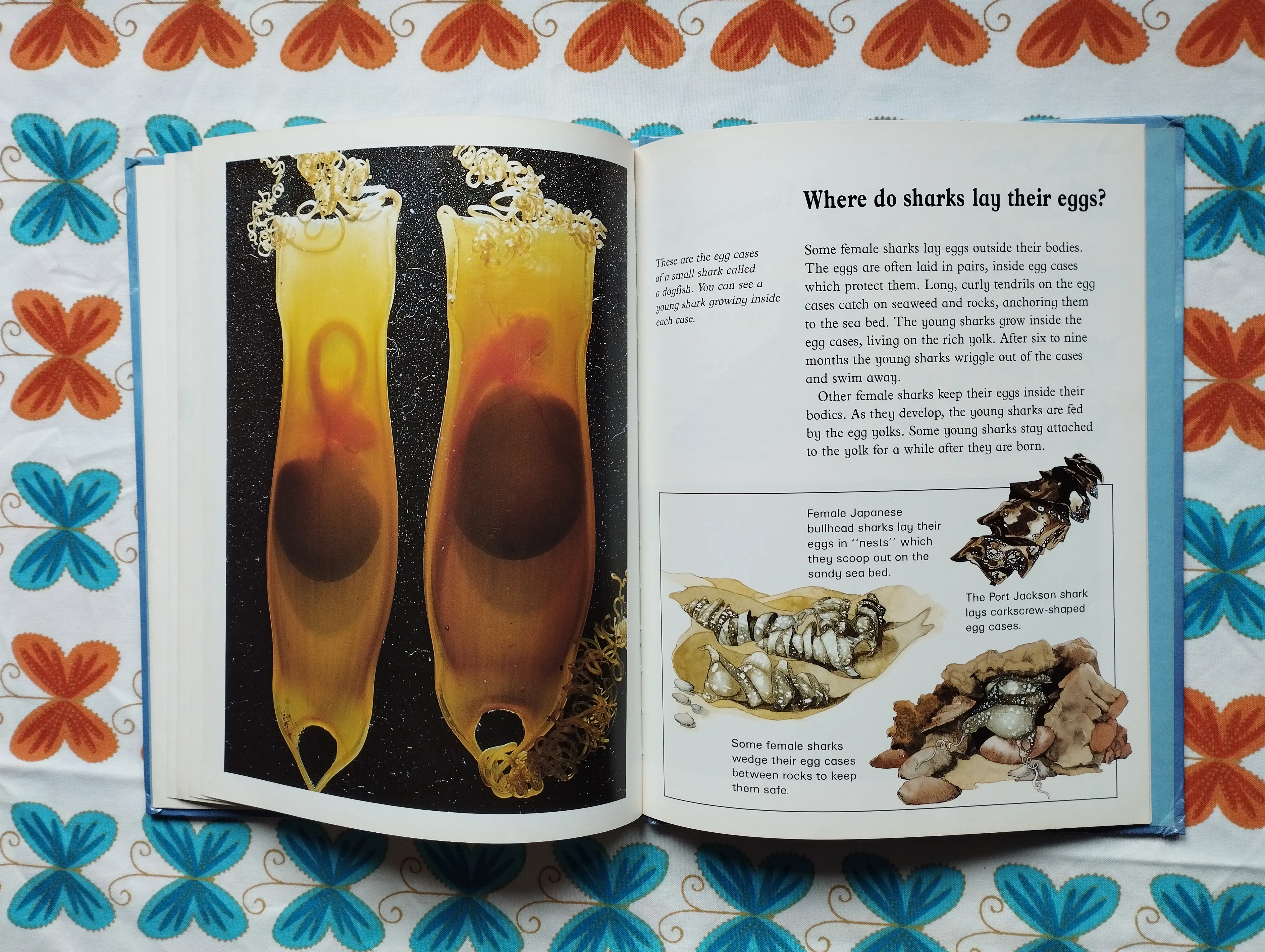 jenny wood - animal world - sharks - slika 6